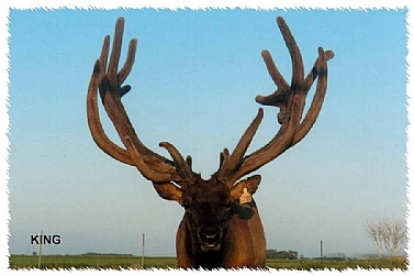 King Elk Bull Trophy Genetics