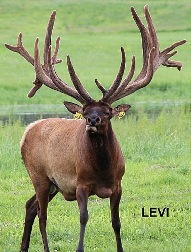 LEVI ASEU501 Elk Bull