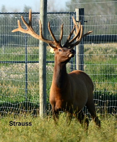 STRAUSS AGPE432X Elk Bull