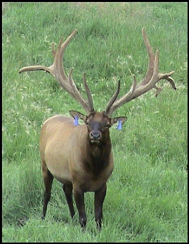 Barracuda  AFRI24N Trophy Elk Bull